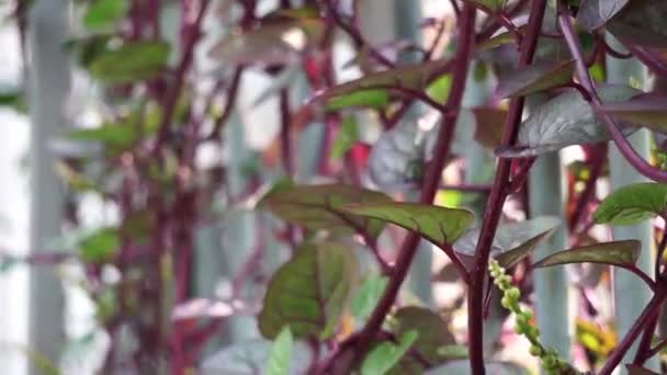 Anredera Cordifolia Auch Madeirarebe Mignonettenrebe Genannt Mit Natürlichem Hintergrund — Stockvideo