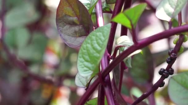 Anredera Cordifolia Also Called Madeira Vine Mignonette Vine Natural Background — Stock Video