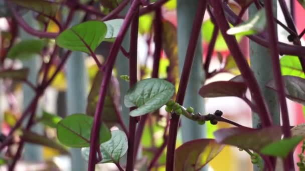 Anredera Cordifolia Également Appelée Vigne Madère Vigne Mignonette Avec Fond — Video