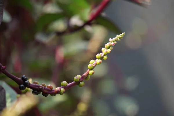 Anredera Cordifolia Vinha Madeira Videira Mignonette Com Fundo Natural — Fotografia de Stock