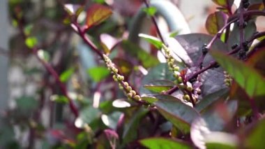 Anredera cordifolia (ayrıca Madeira sarmaşığı, mignonette sarmaşığı olarak da bilinir) doğal bir arka planı vardır.
