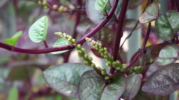 Anredera Cordifolia Επίσης Ονομάζεται Αμπέλι Μαδέρα Αμπέλι Mignonette Φυσικό Υπόβαθρο — Αρχείο Βίντεο