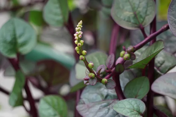 Anredera Cordifolia Называемая Виноградная Лоза Мадейры Виноградная Лоза Миньонет Естественным — стоковое фото