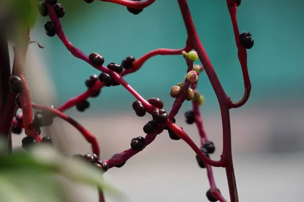 Anredera Cordifolia Zwana Również Winoroślą Madery Winoroślą Mignonette Naturalnym Tłem — Zdjęcie stockowe