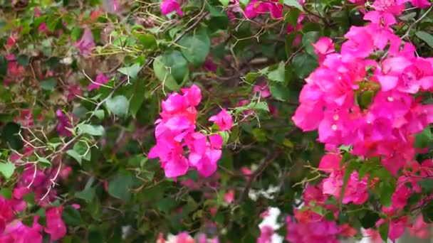 Doğadaki Egzotik Begonvil Çiçeği — Stok video