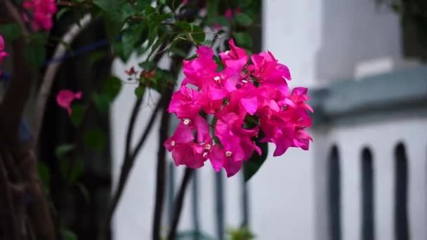 Flor Exótica Buganvilla Naturaleza — Vídeos de Stock