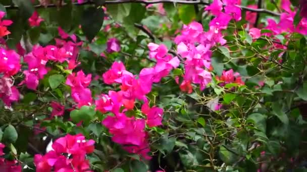 Flor Exótica Buganvilla Naturaleza — Vídeo de stock