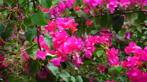 Egzotyczny Kwiat Bugenwilli Naturze — Wideo stockowe