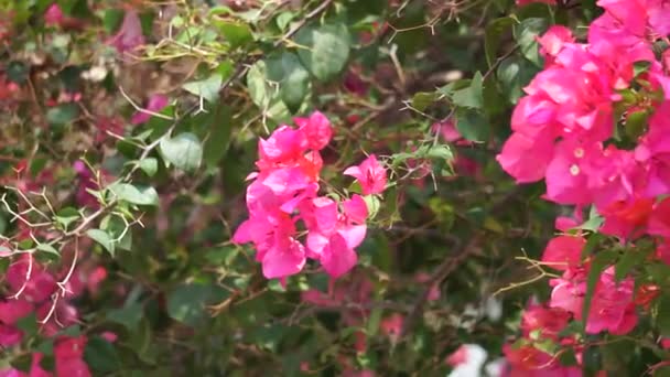 Εξωτικό Λουλούδι Μπουκαμβίλιες Στη Φύση — Αρχείο Βίντεο