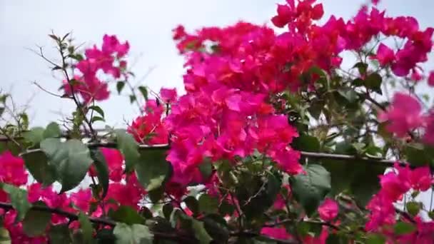 Εξωτικό Λουλούδι Μπουκαμβίλιες Στη Φύση — Αρχείο Βίντεο