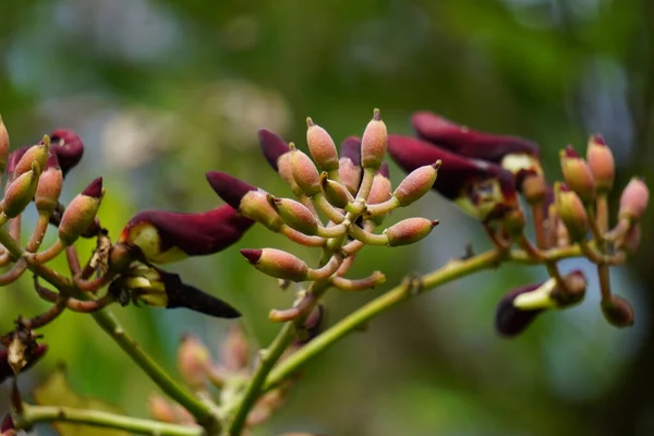 Erythrina Fusca Também Coral Roxo Gallito Bois Immortelle Bucayo Flor — Fotografia de Stock