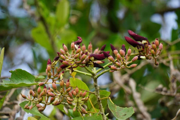 Erythrina Fusca También Coraltree Púrpura Gallito Bois Immortelle Bucayo Flor — Foto de Stock