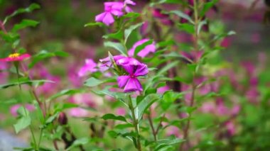 Catharanthus Roseus (parlak gözler, Pelerin menekşesi, mezarlık bitkisi, Madagaskar menekşesi, yaşlı kız kurusu, pembe menekşe menekşesi, gül menekşesi) çiçeği. Bu bitki, Vincristine gibi kimyasallar içeriyor.