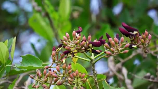 Erythrina Fusca También Coraltree Púrpura Gallito Bois Immortelle Bucayo Flor — Vídeos de Stock
