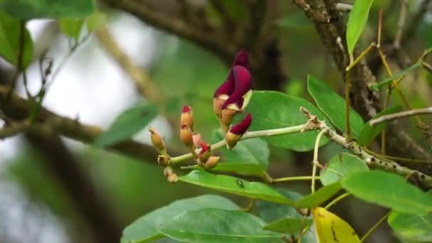 Erythrina Fusca También Coraltree Púrpura Gallito Bois Immortelle Bucayo Flor — Vídeo de stock