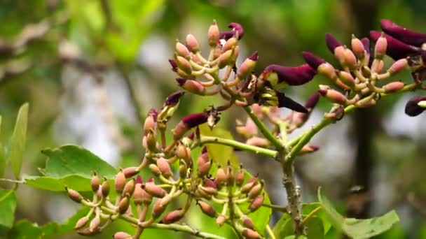 Erythrina Fusca Também Coral Roxo Gallito Bois Immortelle Bucayo Flor — Vídeo de Stock