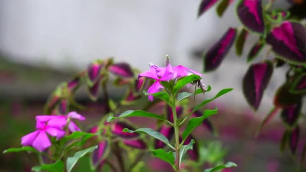 Catharanthus Roseus Ojos Brillantes Periwinkle Del Cabo Planta Del Cementerio — Vídeo de stock