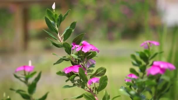 カタランサスのバラ 明るい目 ケープ ペリウィンクル 墓地植物 マダガスカル ペリウィンクル 古いメイド ピンク ペリウィンクル — ストック動画