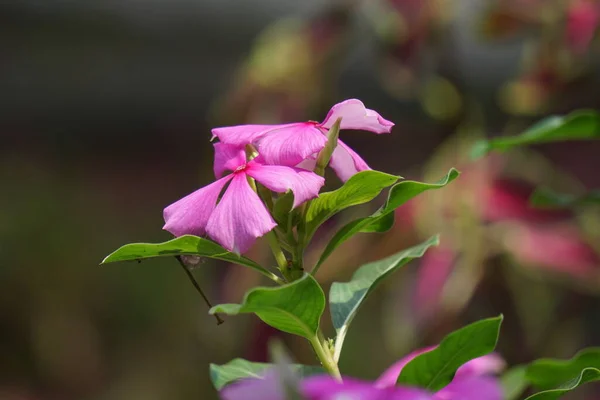 Catharanthus Roseus Jasne Oczy Przylądek Periwinkle Roślina Cmentarna Perywinkle Madagaskaru — Zdjęcie stockowe