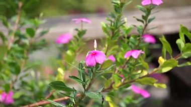 Catharanthus Roseus (parlak gözler, Pelerin menekşesi, mezarlık bitkisi, Madagaskar menekşesi, yaşlı kız kurusu, pembe menekşe menekşesi, gül menekşesi) çiçeği. Bu bitki, Vincristine gibi kimyasallar içeriyor.