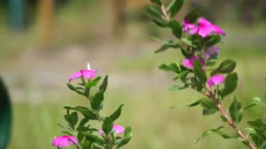 Catharanthus Roseus (parlak gözler, Pelerin menekşesi, mezarlık bitkisi, Madagaskar menekşesi, yaşlı kız kurusu, pembe menekşe menekşesi, gül menekşesi) çiçeği. Bu bitki, Vincristine gibi kimyasallar içeriyor.