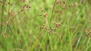 Festuca rubra (ayrıca kırmızı fescue, sürünen kırmızı fescue) doğal arka planı ile