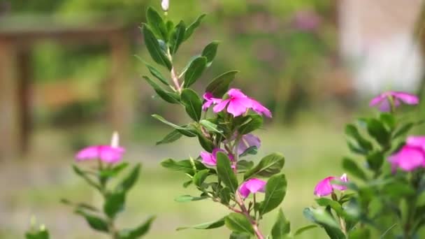 カタランサスのバラ 明るい目 ケープ ペリウィンクル 墓地植物 マダガスカル ペリウィンクル 古いメイド ピンク ペリウィンクル — ストック動画