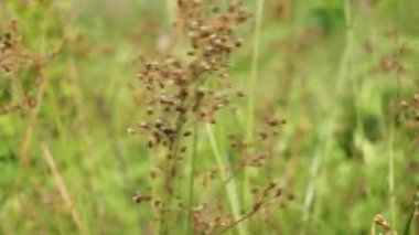 Festuca rubra (ayrıca kırmızı fescue, sürünen kırmızı fescue) doğal arka planı ile