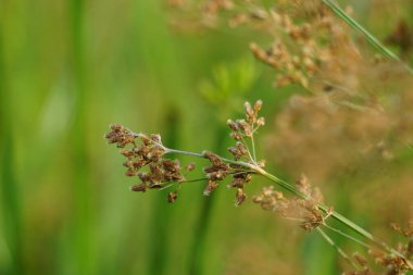 Festuca rubra (ayrıca kırmızı fescue, sürünen kırmızı fescue) doğal arka planı ile