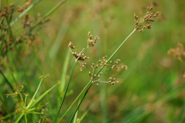 Festuca rubra (ayrıca kırmızı fescue, sürünen kırmızı fescue) doğal arka planı ile
