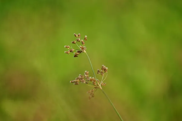 Fuca Rubra Красный Фескю Ползучий Красный Фескю Естественном Фоне — стоковое фото