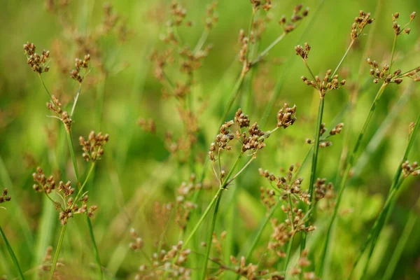Festuca rubra (ayrıca kırmızı fescue, sürünen kırmızı fescue) doğal arka planı ile