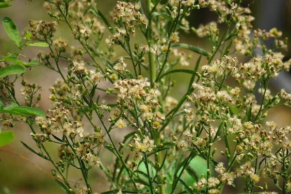 Jelantir Zwany Również Erigeron Bonariensis Monyenyen Erigeron Linifolius Conyza Sumatrensis — Zdjęcie stockowe