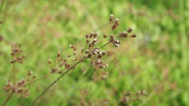 Festuca rubra (ayrıca kırmızı fescue, sürünen kırmızı fescue) doğal arka planı ile