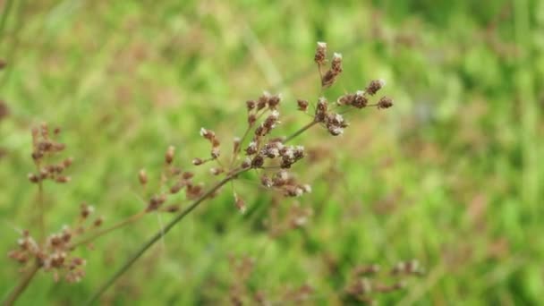 Festuca Rubra Även Röd Fescue Krypande Röd Fescue Med Naturlig — Stockvideo