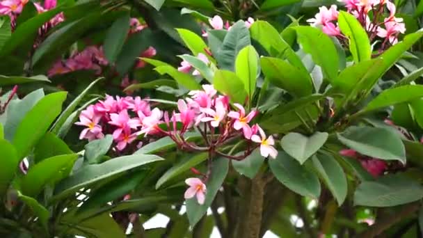 Plumeria Frangipani Φυσικό Υπόβαθρο — Αρχείο Βίντεο