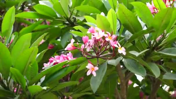 Plumeria Frangipani Met Een Natuurlijke Achtergrond — Stockvideo