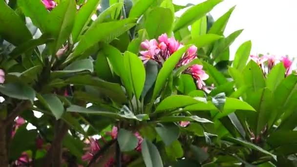 Plumeria Frangipani Naturalnym Tłem — Wideo stockowe