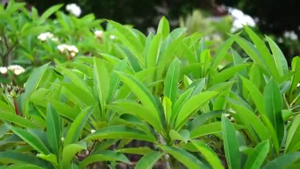 Plumeria Frangipani Com Fundo Natural — Vídeo de Stock