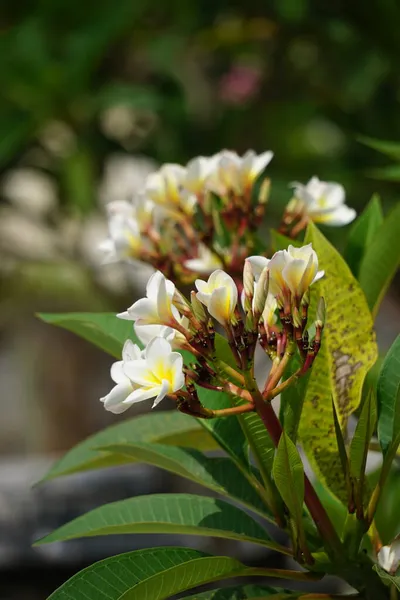 Plumeria Frangipani Met Een Natuurlijke Achtergrond — Stockfoto