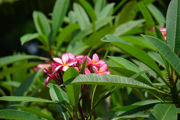 Plumeria Frangipani Met Een Natuurlijke Achtergrond — Stockfoto