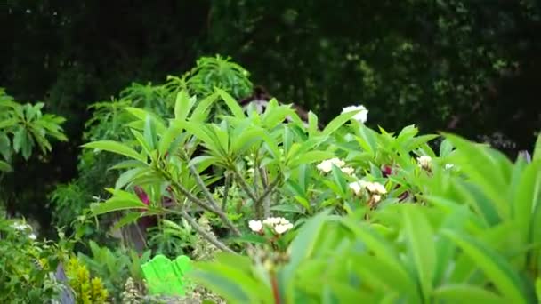 Plumeria Frangipani Naturalnym Tłem — Wideo stockowe