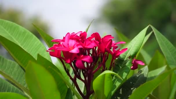 Plumeria Frangipani Φυσικό Υπόβαθρο — Αρχείο Βίντεο