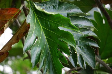 Artocarpus camansi (ayrıca breadnut, Moraceae, ekmek meyvesi, Artocarpus altilis, ekmek meyvesi, Breadnut meyvesi, Kluwih) ağaçta bulunur. Yemek olarak Endonezya yemeği.