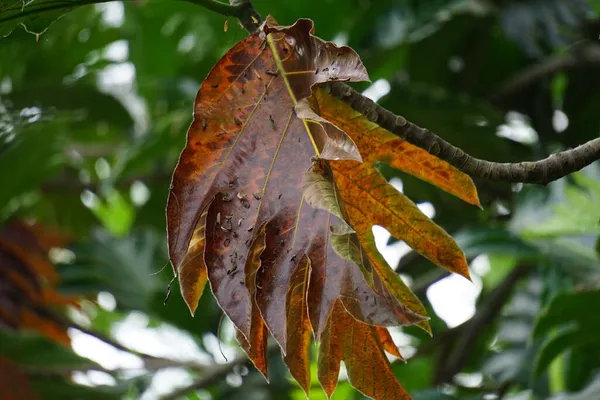 Artocarpus Camansi Noix Pain Moraceae Fruits Pain Artocarpus Altilis Fruits — Photo