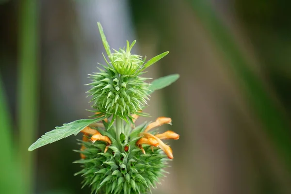 Leonotis Nepetifolia Auch Clip Dagga Weihnachtsleuchter Löwenohr Genannt Baum — Stockfoto