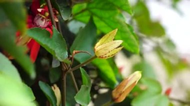 Ağaçta Passiflora coccinea (kırmızı tutku çiçeği, kırmızı tutku çiçeği, Granadila merah) bulunur. - Evet. Yenilebilir meyve üretir..