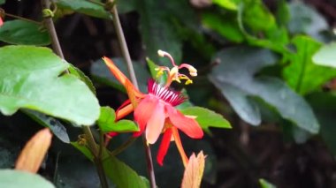 Ağaçta Passiflora coccinea (kırmızı tutku çiçeği, kırmızı tutku çiçeği, Granadila merah) bulunur. - Evet. Yenilebilir meyve üretir..