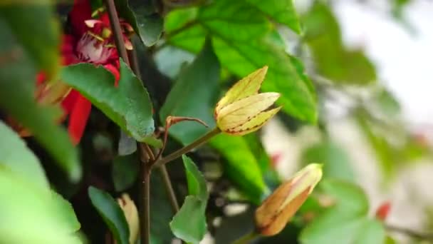 Passiflora Coccinea Szkarłatny Kwiat Namiętności Czerwony Kwiat Namiętności Granadila Merah — Wideo stockowe