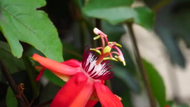 Passiflora Cocccinea Κόκκινο Λουλούδι Πάθους Κόκκινο Λουλούδι Πάθους Granadila Merah — Αρχείο Βίντεο
